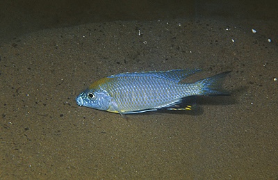 Nyassachromis prostoma 'Liuli'
